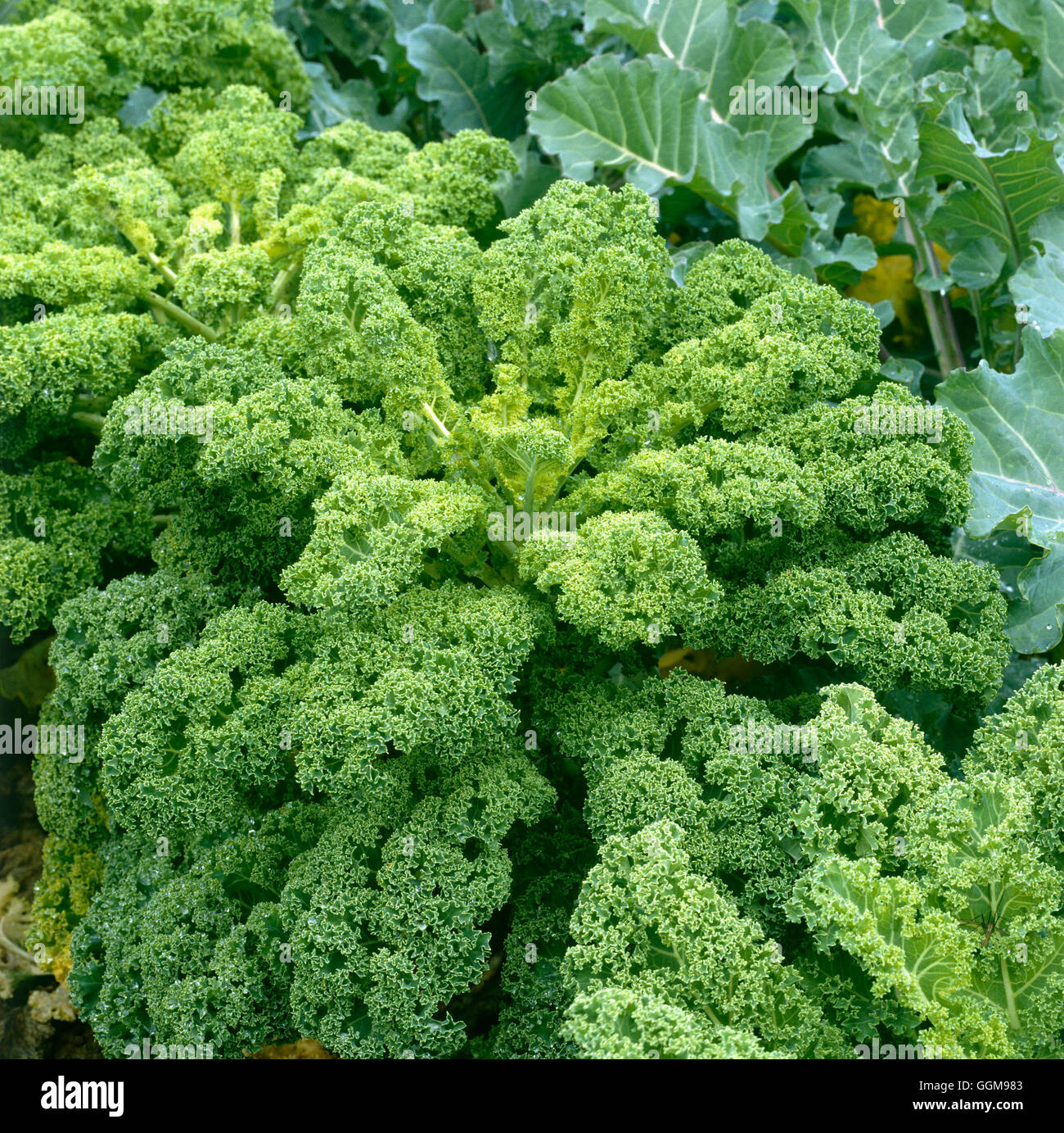 Kale - `Dwarf Green Curled' (HDRA - Organic)   VEG079049 Stock Photo